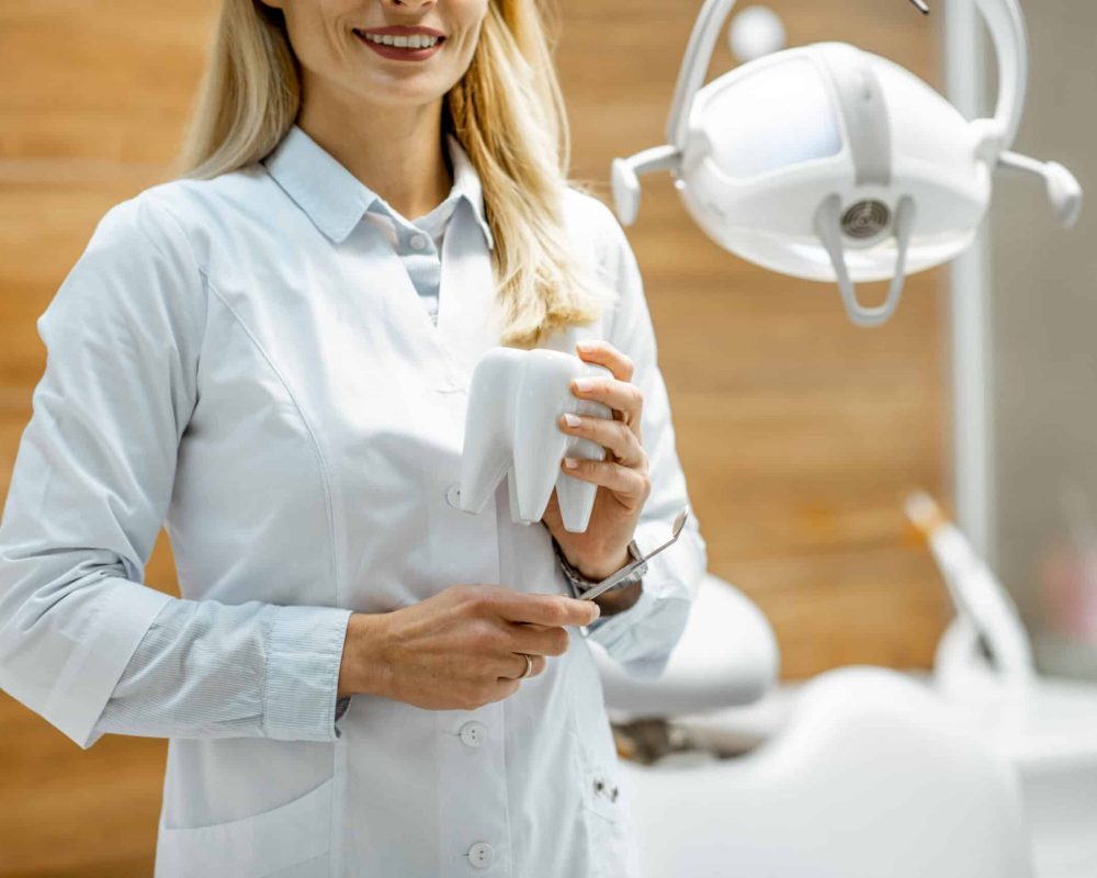 Portrait of a confident dentist with tooth model at the dental office. Cropped image, focused on hands